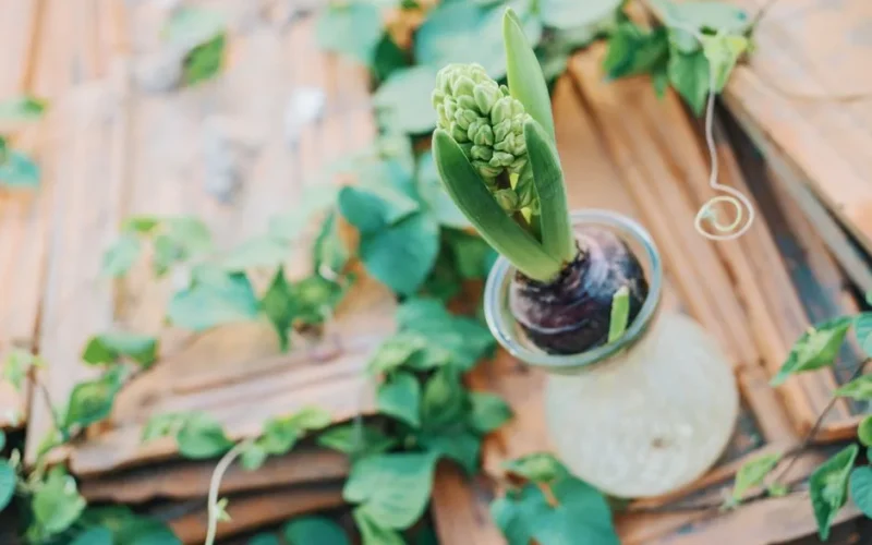 Close-up of a hyacinth bulb in a glass vase surrounded by green vines on a rustic background.
