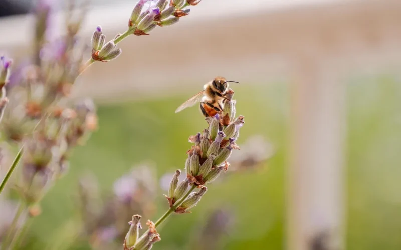 owad, pszczoła, entomologia, tapeta kwiatowa, zapylanie, lawenda, kwiat tło, kwiat, natura, piękne kwiaty, makro, gatunek, balkon