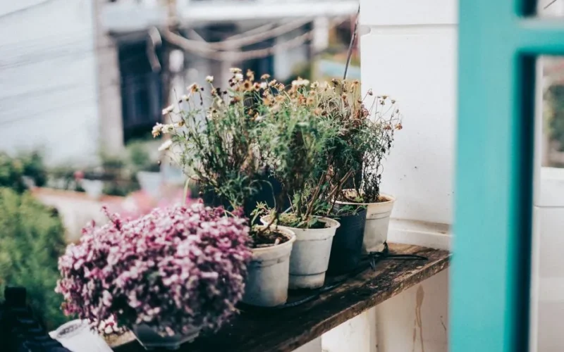 An artistic view of withering potted plants on a balcony, showcasing natural charm.