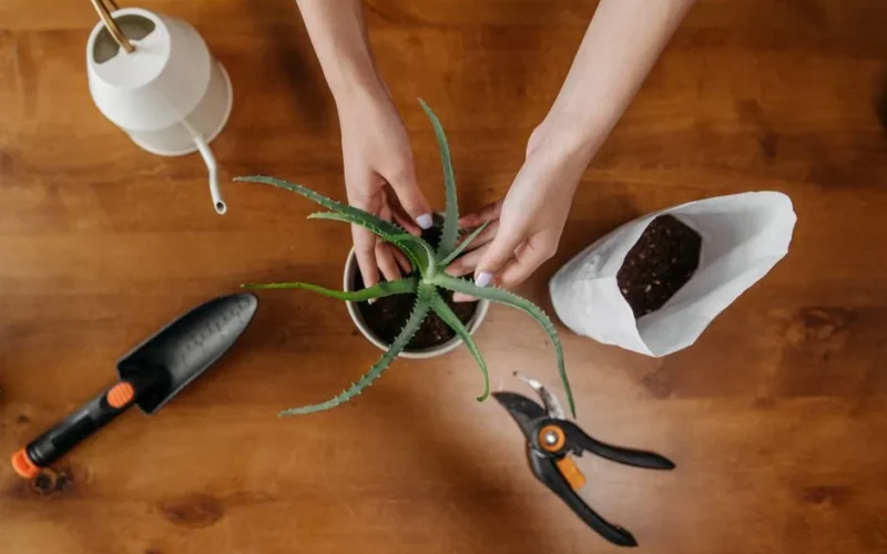 A woman carefully transplants an aloe vera plant on a wooden floor with gardening tools.