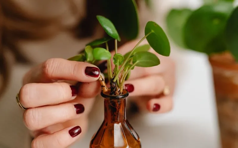 Close-up of a woman's hands holding a Pilea plant in a small brown vase, indoors.