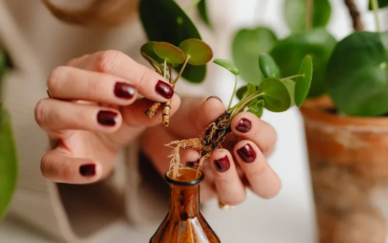 Hands placing a Pilea plant cutting with roots into a small glass bottle. Ideal for gardening and home decor themes.