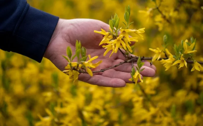 Close-up of a hand holding vibrant yellow forsythia flowers in spring.