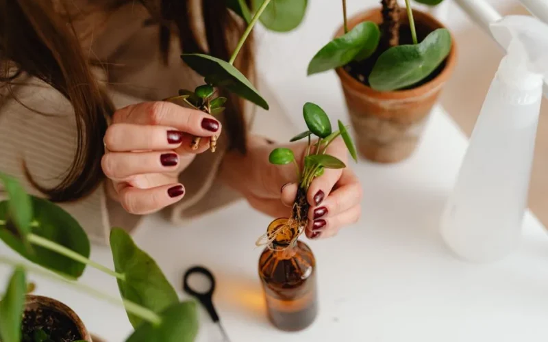 A woman carefully potting pilea plants. Ideal for gardening and houseplant care themes.