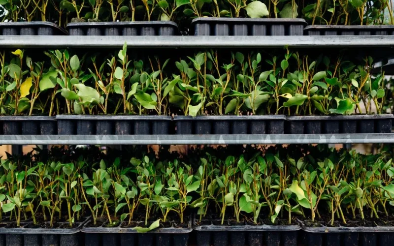 Vibrant green saplings growing in stacked plastic nursery trays ready for planting.
