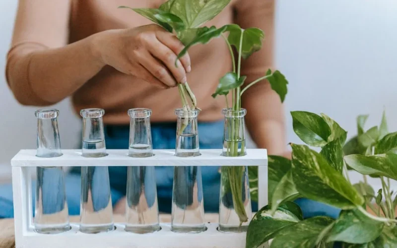Crop anonymous female planting sprout in transparent glass bottle with water at home