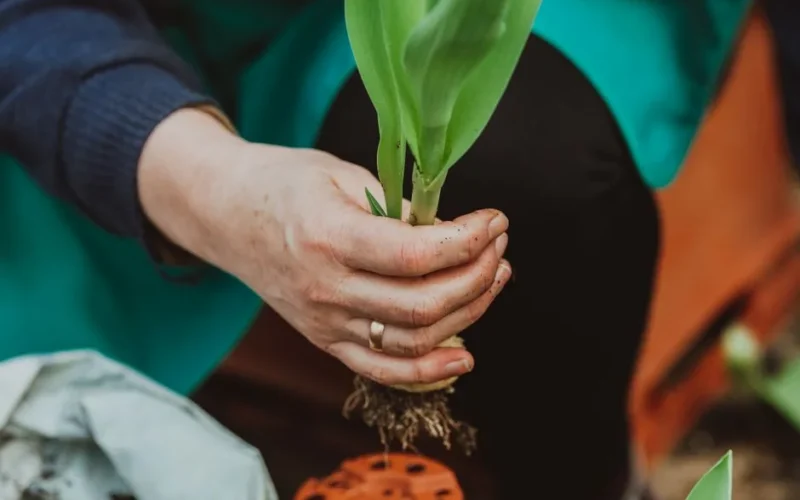 High angle of crop anonymous female horticulturist with sprout of tulip working in hothouse