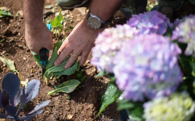 Close-up of a gardener trimming plants with pruning shears in a colorful garden.
