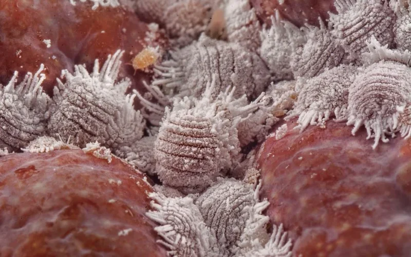 Detailed macro shot of white mealybugs infesting a red plant surface, showcasing pest infestation.