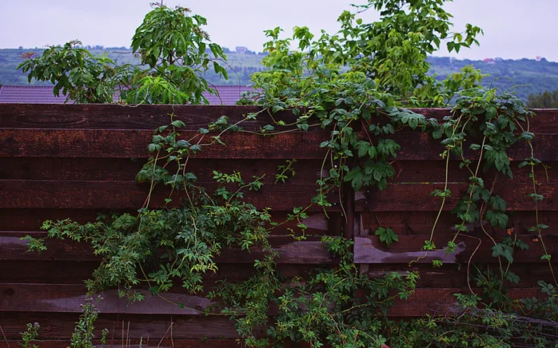 Vibrant green ivy vines climbing a rustic wooden fence against a scenic background