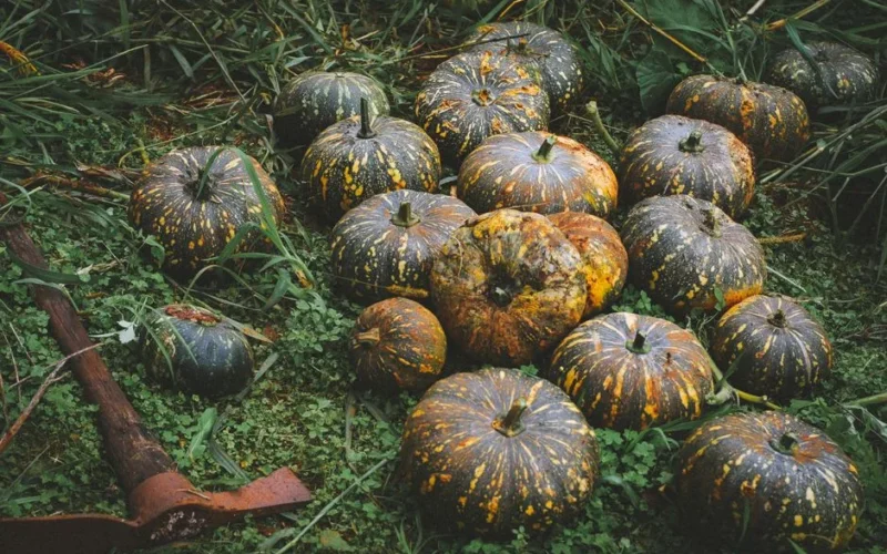 A collection of rustic pumpkins resting on grass with a rusty hoe nearby, capturing an autumnal rural scene.