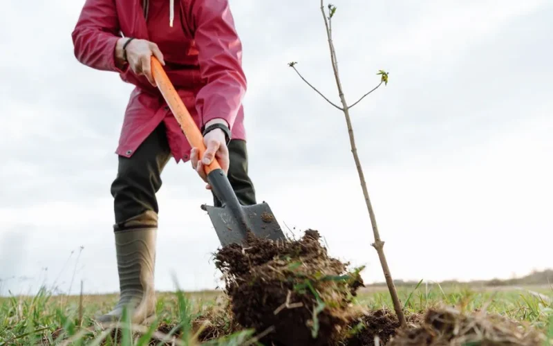 Person planting a small tree outdoors with a shovel in grassy area.