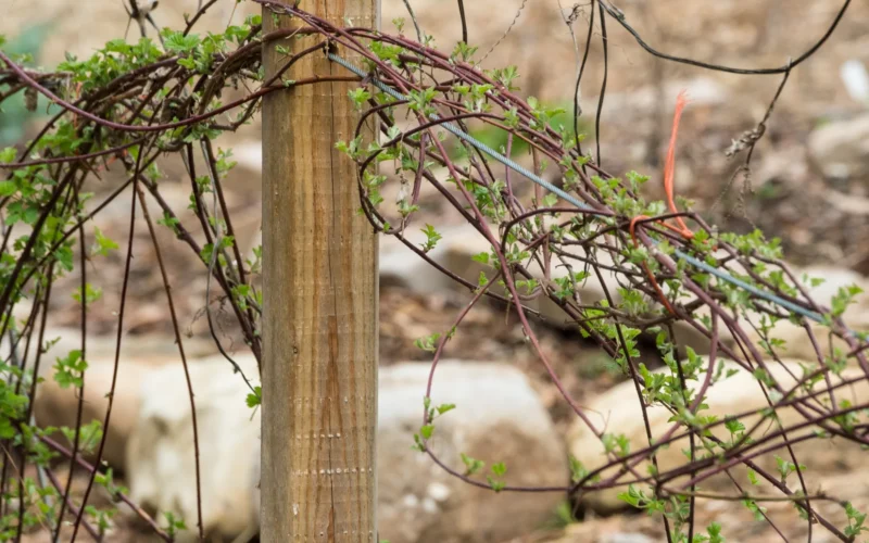 Red raspberries grow vertically on suspended vines at the Horticulture Program's Learning Garden at Gwinnett Technical College, in Lawrenceville, GA, on Friday, Mar. 20, 2015. Gwinnett Technical College Horticulture Program's Learning Garden in Lawrenceville, GA, on Friday, Mar. 20, 2015. Gwinnett Technical College Horticulture Program's Learning Garden in Lawrenceville, GA, on Friday, Mar. 20, 2015. The field allows students to demonstrate a variety growing techniques. All the plants are edible produce and allows culinary students to learn the value of farm fresh produce resulting in future Farm to Table practices that emphasize the partnership between the two programs. Horticulture students will plan and schedule plantings to meet the needs of upcoming menus. Culinary students will harvest the produce they will prepare that day. USDA photo by Lance Cheung.
