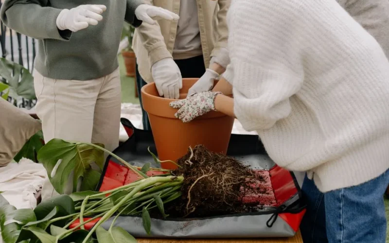Friends repotting a Monstera plant in a clay pot during a gardening activity.