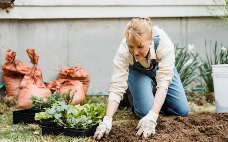 Senior woman kneeling in a garden, planting small plants in soil with protective gloves on.