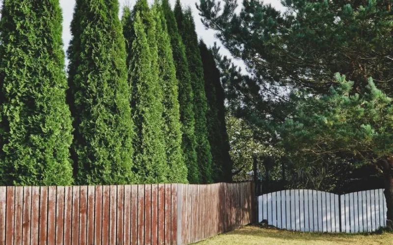 A serene view of a row of thuja trees behind a weathered wooden fence in a rural setting.