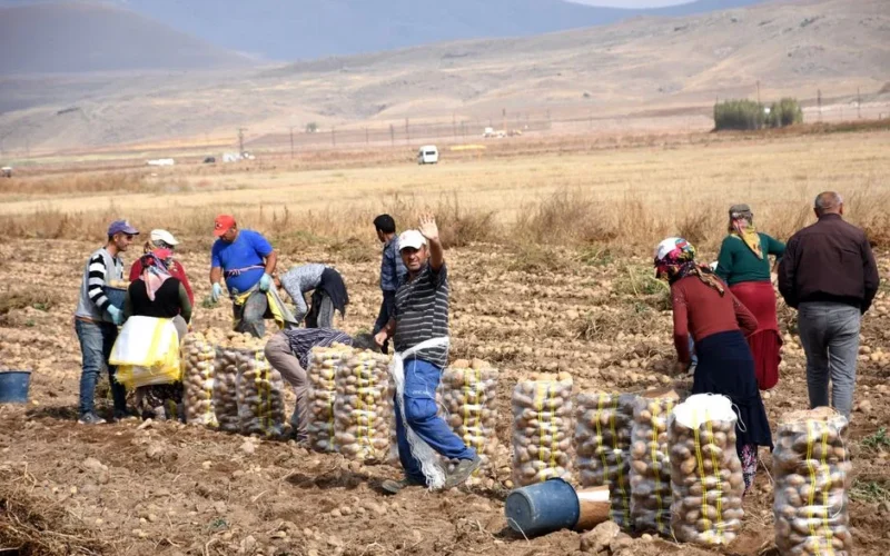 Group of farmers harvesting and bagging potatoes in a sunny rural landscape.