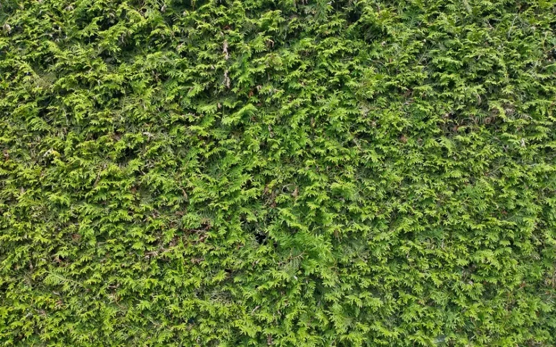 Dense green hedge providing a natural vibrant background, perfect for wallpapers.
