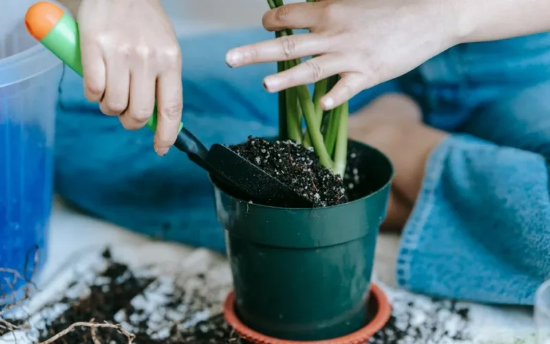 Crop anonymous female gardener in casual wear with shovel sitting on messy floor and planting home plant in pot