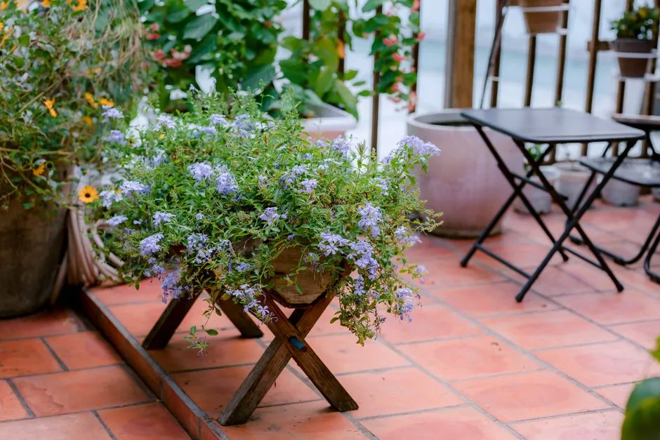 Balkon bez komarów i meszek - 5 naturalnych sposobów na lato