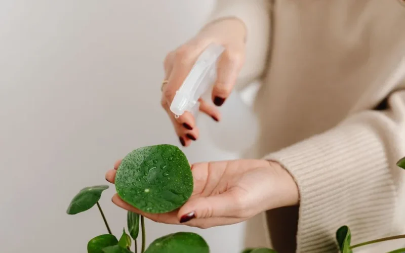 A person sprays water on a green plant leaf indoors, ensuring plant care.