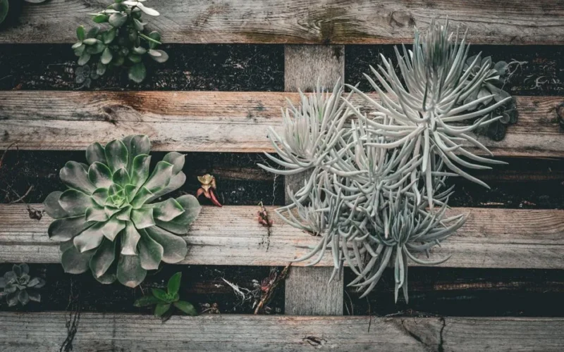 A variety of succulents arranged on a rustic wooden pallet, showcasing diverse textures and greenery.