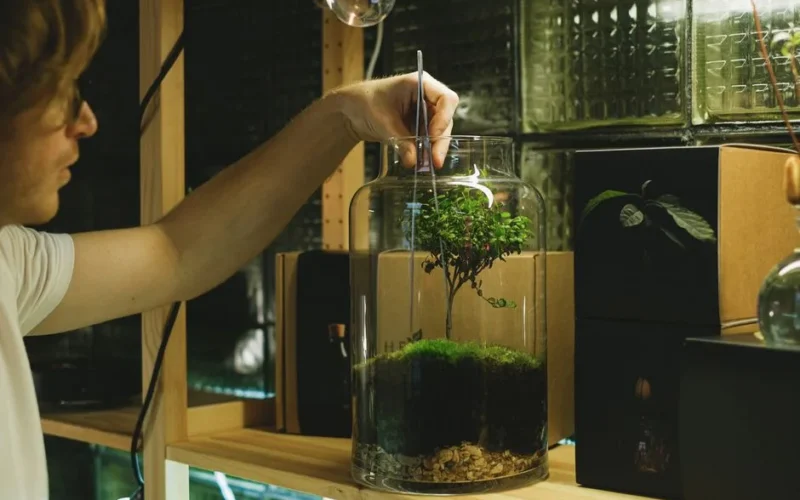 A man uses tweezers to tend a moss terrarium, showcasing a hobbyist's attention to detail indoors.
