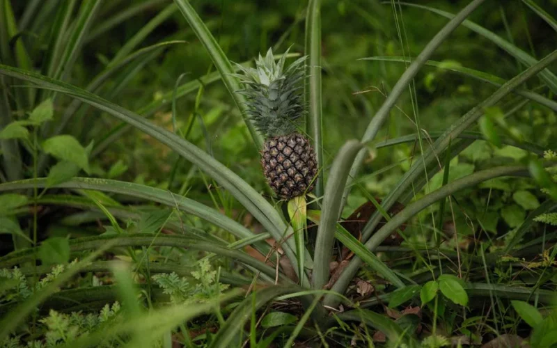 Close-up of an unripe pineapple plant surrounded by lush green leaves in a natural setting.