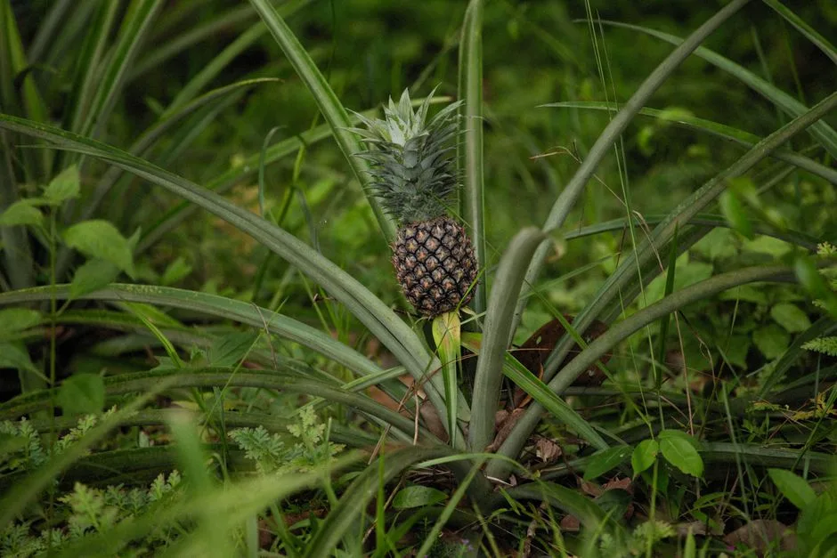 Ananas z zakupionego owocu - poradnik uprawy na balkonie