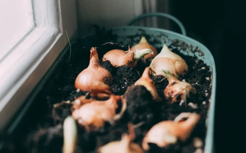 Close-up of onion bulbs sprouting in soil inside a house, natural light.