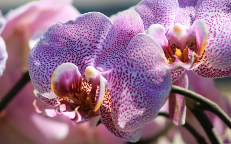 orchid, piękne kwiaty, roślina ozdobna, orchidaceae, kwiat tło, flower, violet, biały, houseplant, blossom, kwiat, nature, tapeta kwiatowa, ścieśniać, orchid szklarni, roślina, doniczkowe plant, datailaufnahme, orchideenblüte, piękny, egzotyczny, orchid flower, precious flower, bud, growth, grow, go up, engine