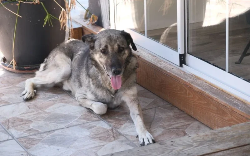 A content dog enjoying a sunny day on a tiled terrace, setting a serene mood.