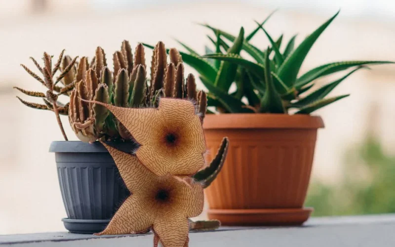 Beautiful star-shaped Stapelia flower and Aloe plant on Tunisian balcony.