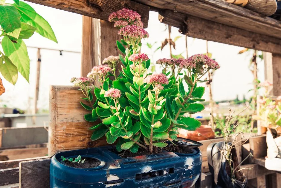 10 eko trików z recyklingu na tani balkon w 2026