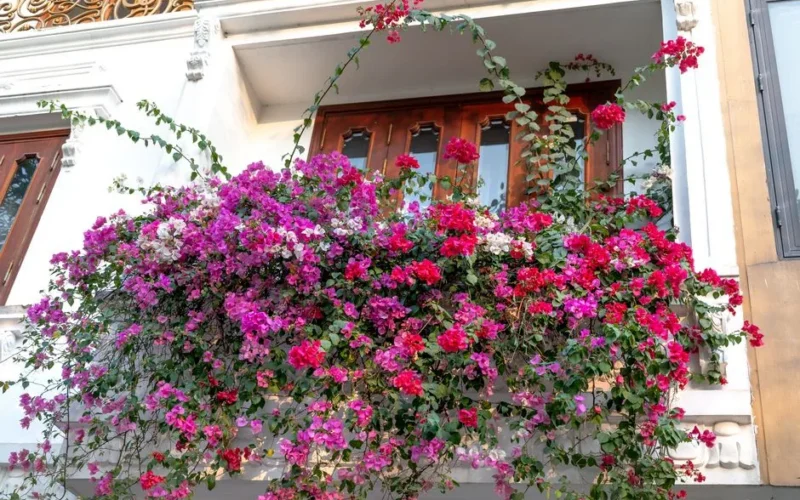 Colorful pink and purple bougainvillea flowers cascading beautifully from a classic balcony.