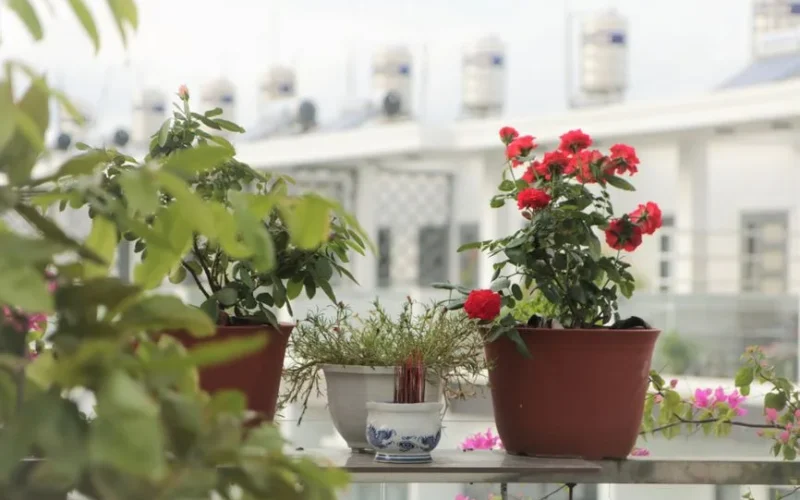 Potted plants with red flowers on a balcony in an urban setting, offering a touch of nature.