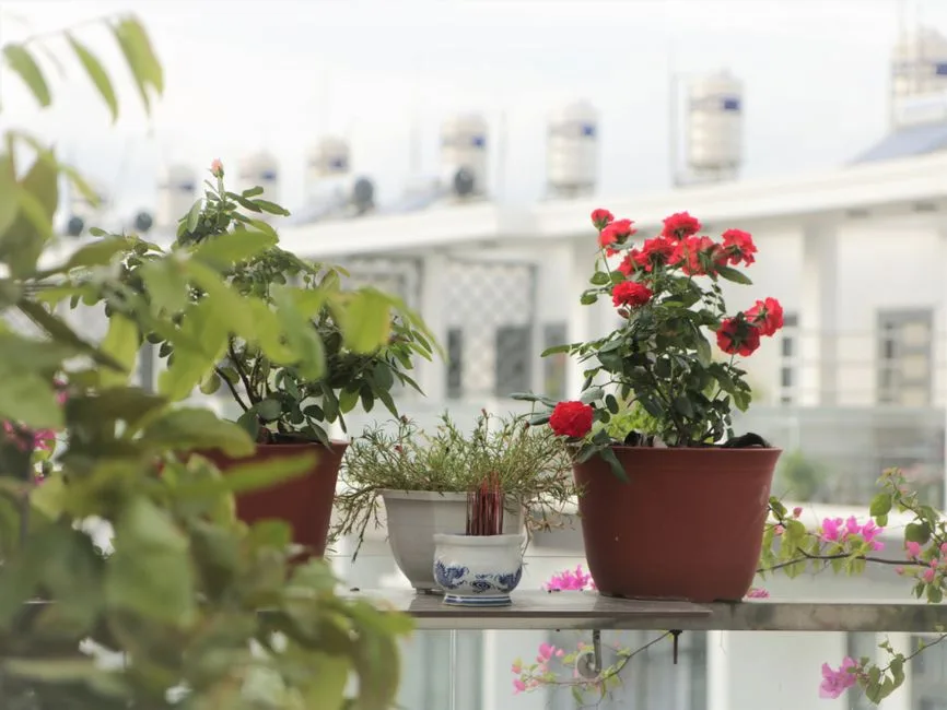 Jak wybrać idealną donicę ceramiczną na balkon - poradnik rozmiarów, mrozoodporności i drenażu