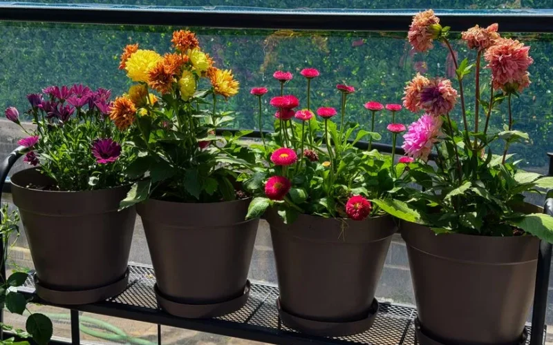 Colorful flowers in pots on a sunlit balcony, capturing a lively summer vibe.