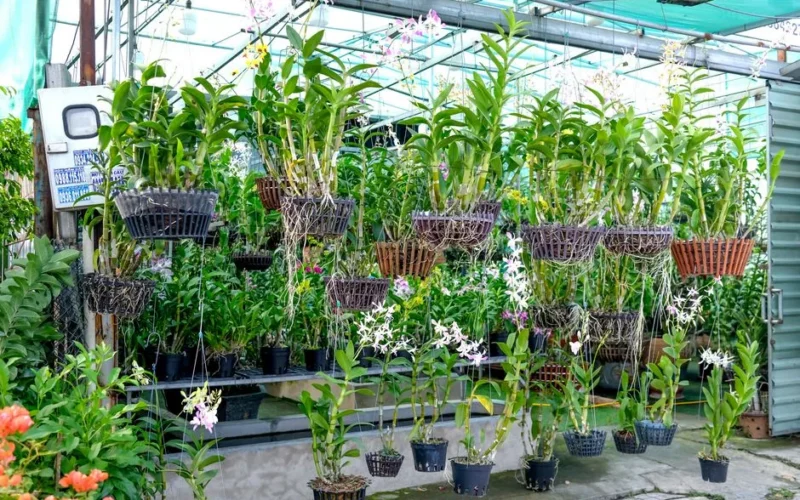 Beautiful greenhouse display of hanging orchids and diverse plants in pots, perfect for botanical decor.