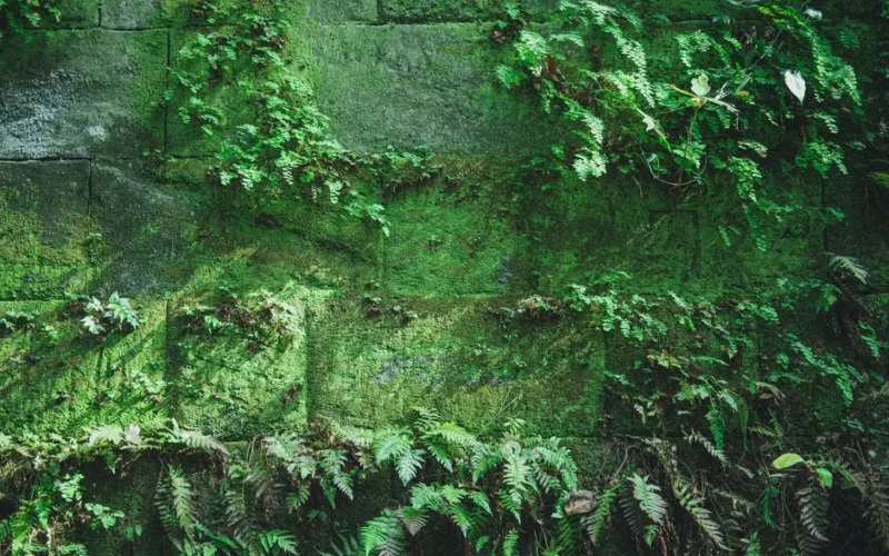 A vibrant green wall covered in moss and ferns, showcasing lush natural texture.