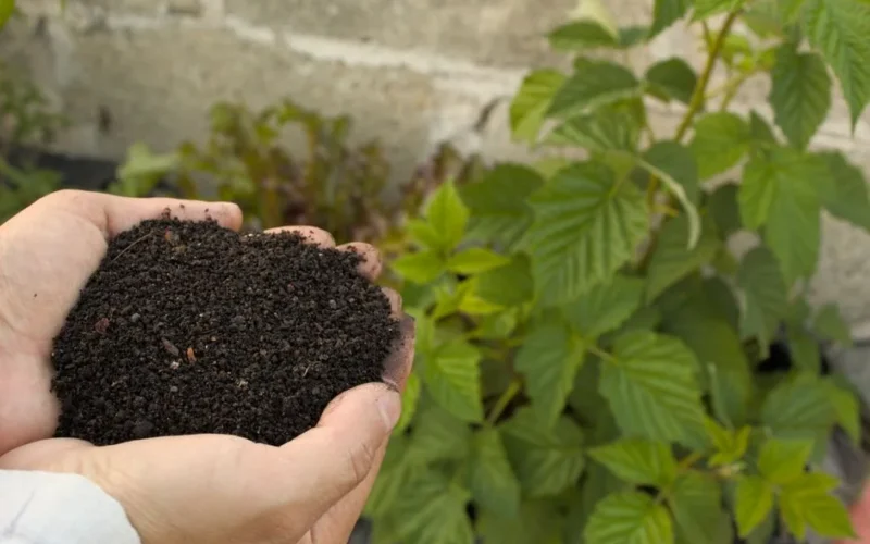 Close-up of hands holding nutrient-rich compost beside lush green plant in a garden.