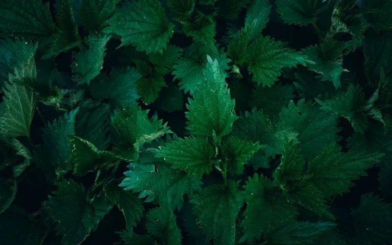 Close-up of vibrant green stinging nettle leaves, showcasing natural patterns and textures.