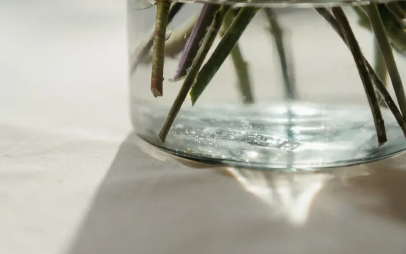 Plant stems submerged in a glass vase under sunlight, casting soft shadows.
