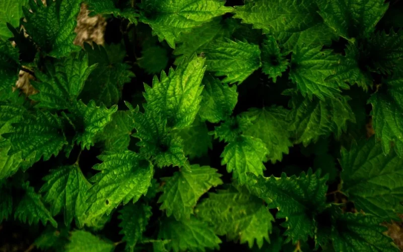 Balkonowa gnojówka z pokrzywy - zrób naturalny nawóz w 5 krokach