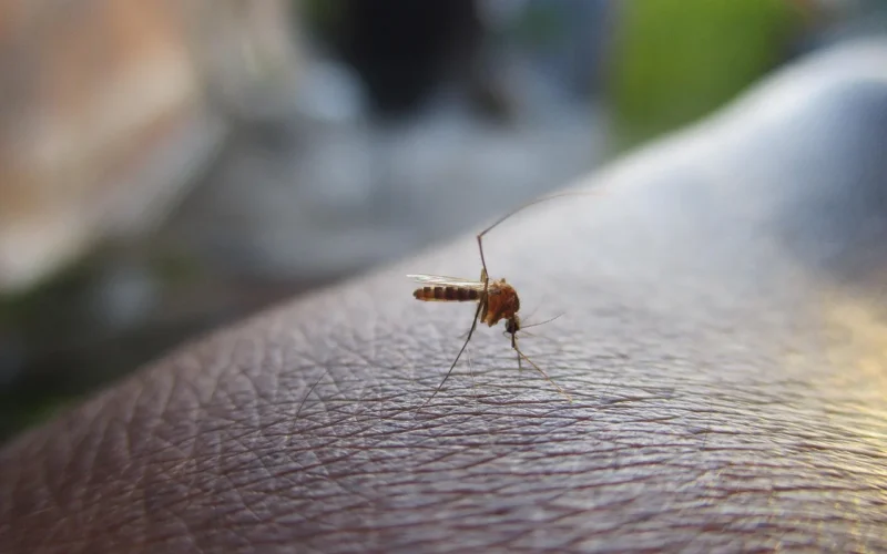 komar, owad, denga, komar na ręku, makro mosquito, bliska strzał z москитной, komar, komar, komar, komar, komar