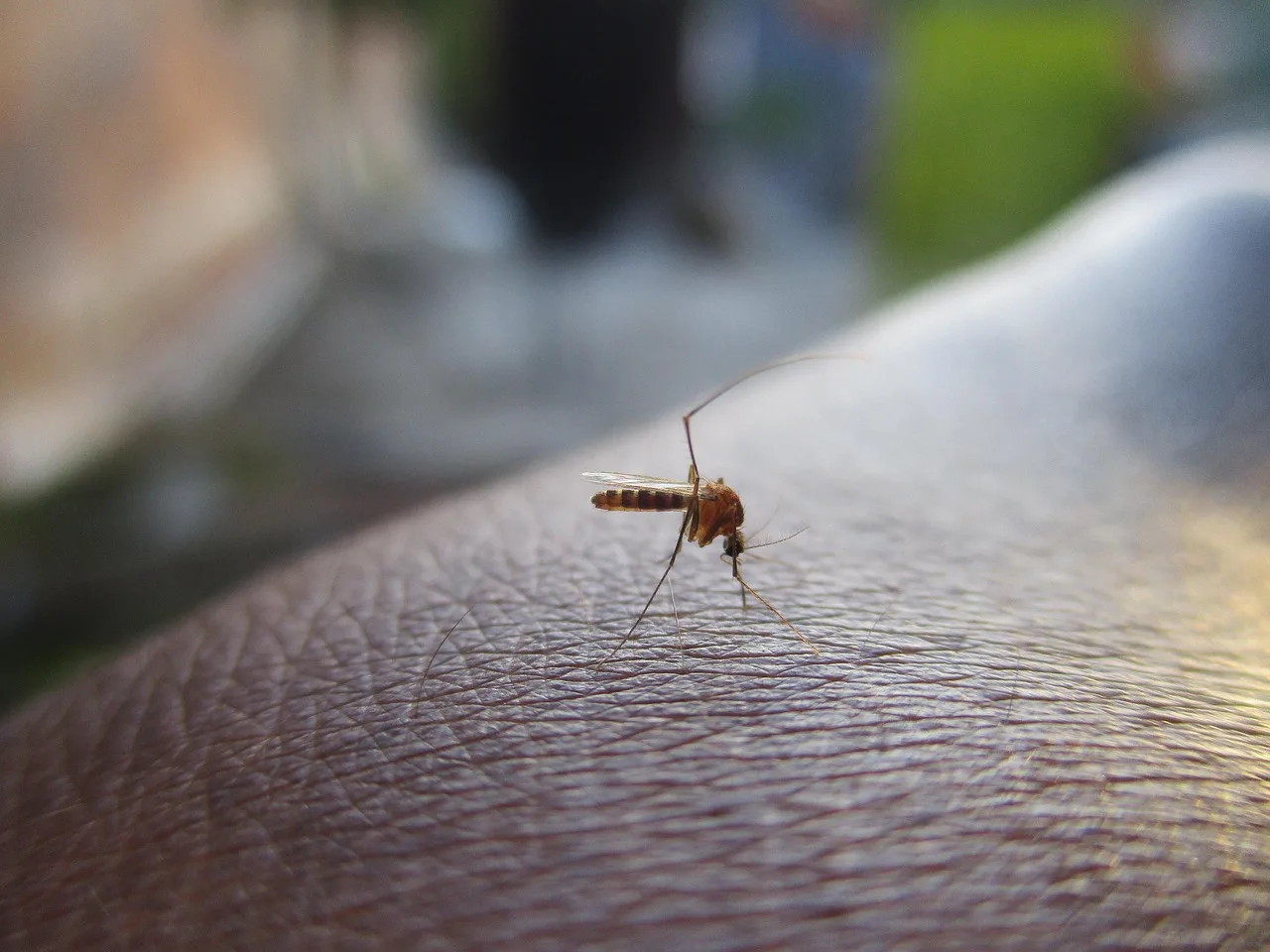 Naturalny repelent na komary na balkon - 5 domowych przepisów
