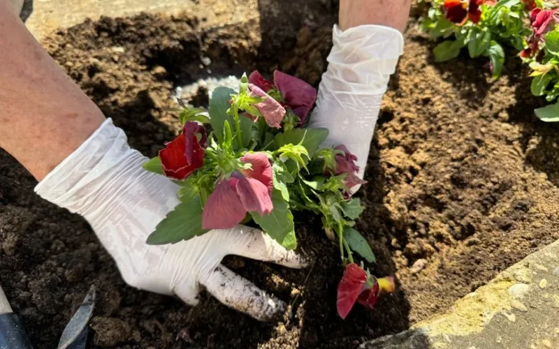 Close-up of a gardener wearing gloves planting colorful flowers in rich soil outdoors.