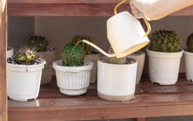 A hand watering potted cacti with a white watering can, enhancing indoor garden decor.