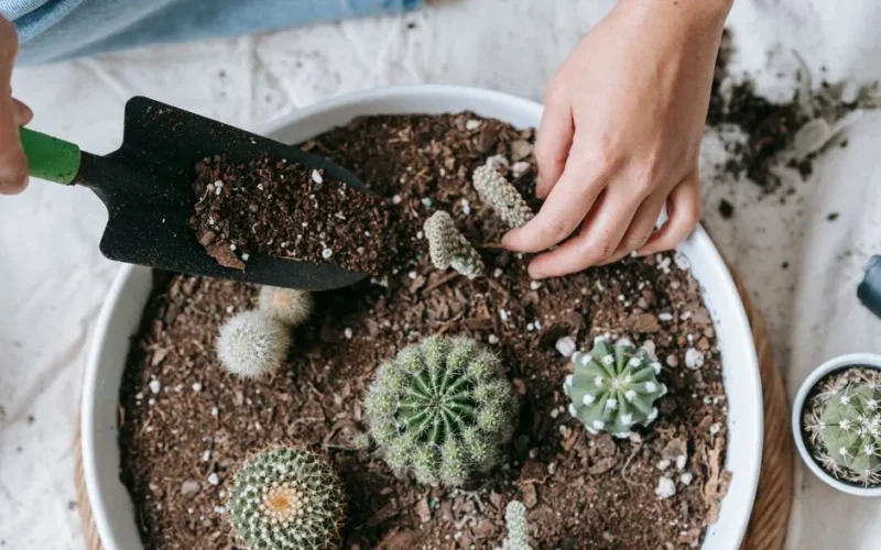 From above of crop anonymous female planting verdant cactuses in soil of pot at home