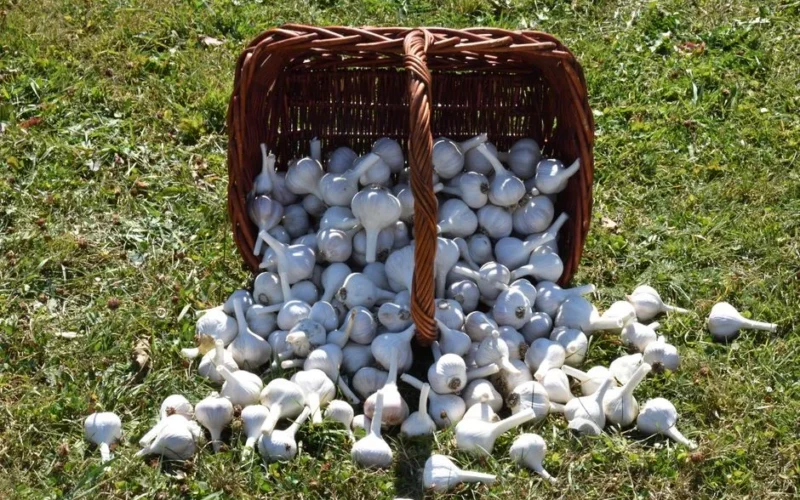 A wicker basket filled with fresh garlic bulbs tipped over on a grassy field.